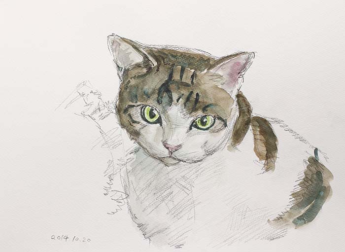 正面を向く猫の水彩画の図