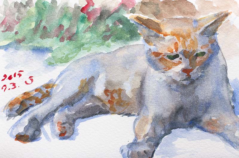 水彩で描いた常滑の猫。