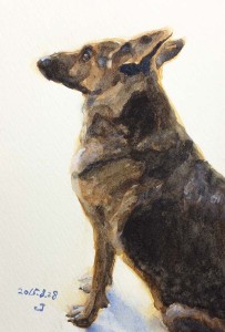 犬の絵　水彩画ジャーマンシェパードドッグ