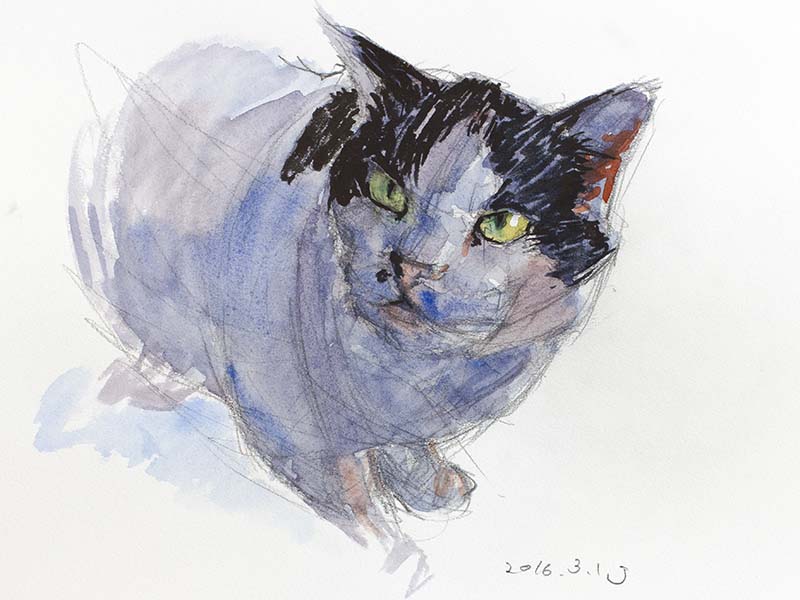 水彩で描いた松崎町の猫